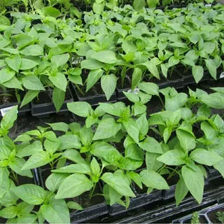 نشا فلفل دلمه‌ ای قرمز اقتصادی با شرایط ویژه